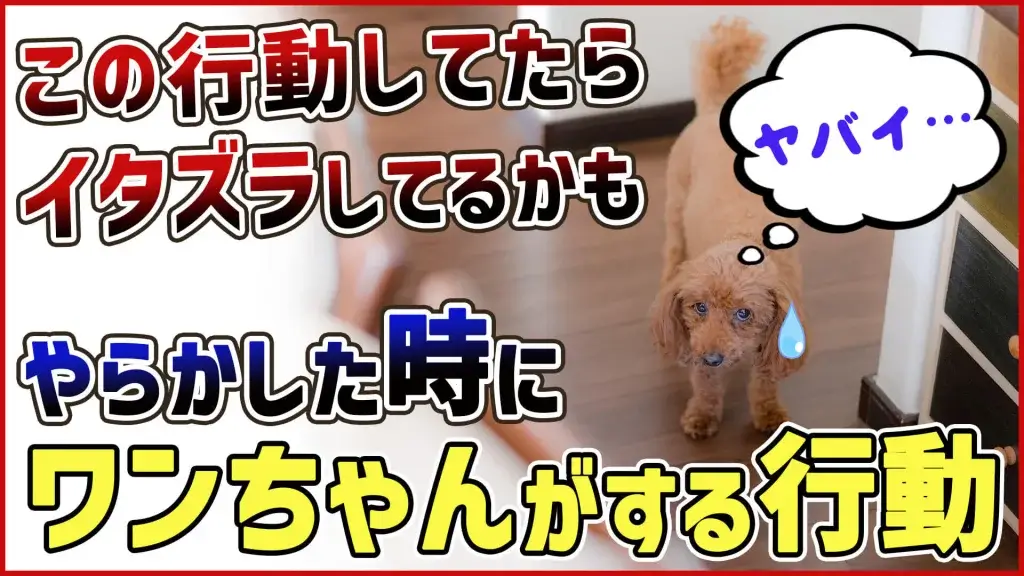 【反省】わんちゃんが後ろめたい時やりがちな行動5選【#犬のいるくらし】