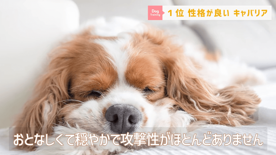 プロドッグトレーナーが選ぶ！「飼いやすい犬種トップ5」1位は意外な犬種？！