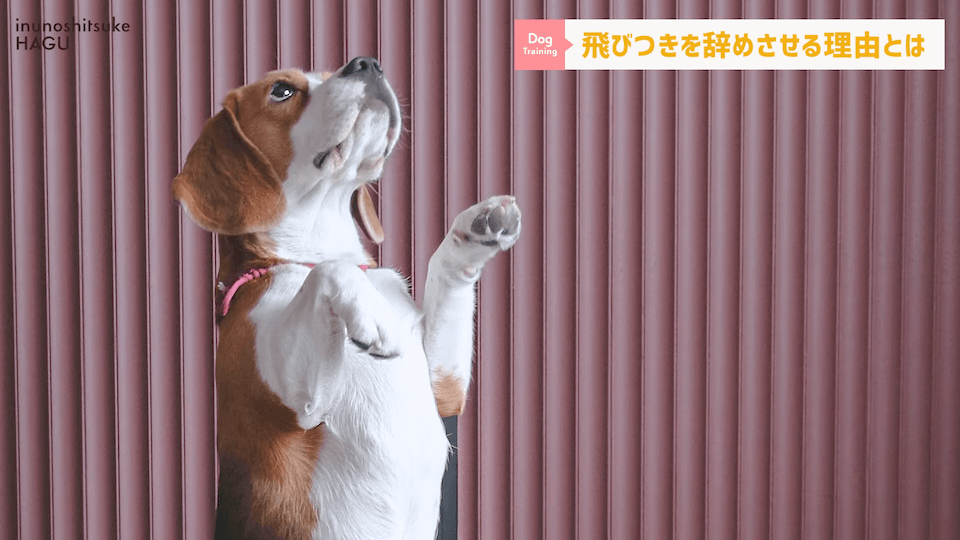 愛犬の飛びつき行動…！どうして止めなければいけないのかプロドッグトレーナーが解説！