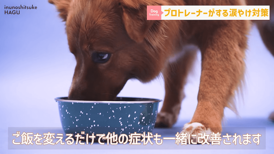 【犬　涙やけ】愛犬の目元が黒ずんでいる…？放っておくと大変な事になるかも！！！