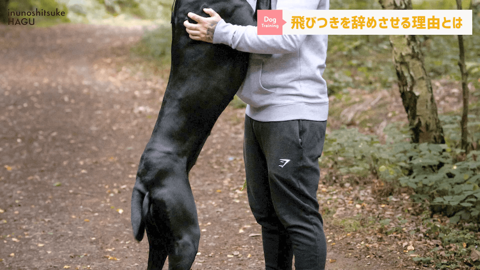 愛犬の飛びつき行動…！どうして止めなければいけないのかプロドッグトレーナーが解説！