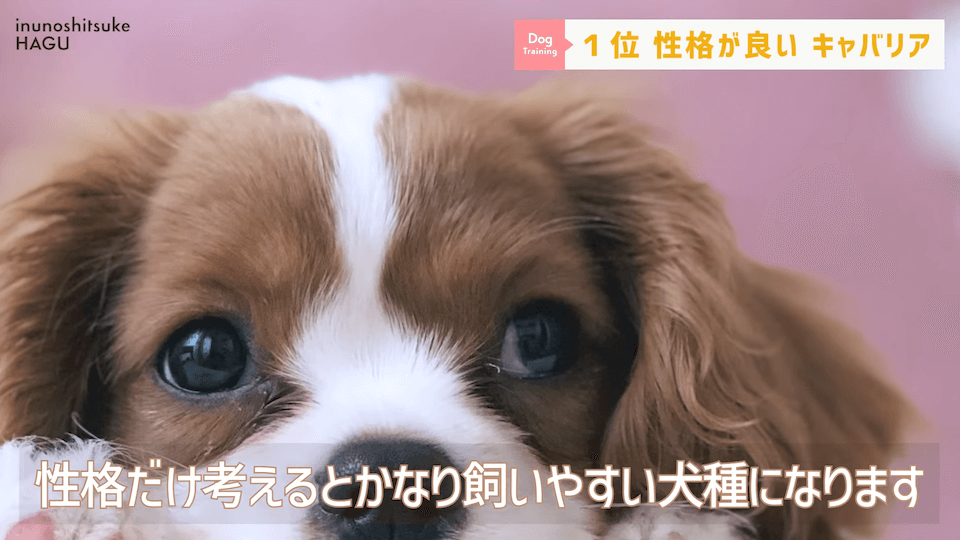 プロドッグトレーナーが選ぶ！「飼いやすい犬種トップ5」1位は意外な犬種？！