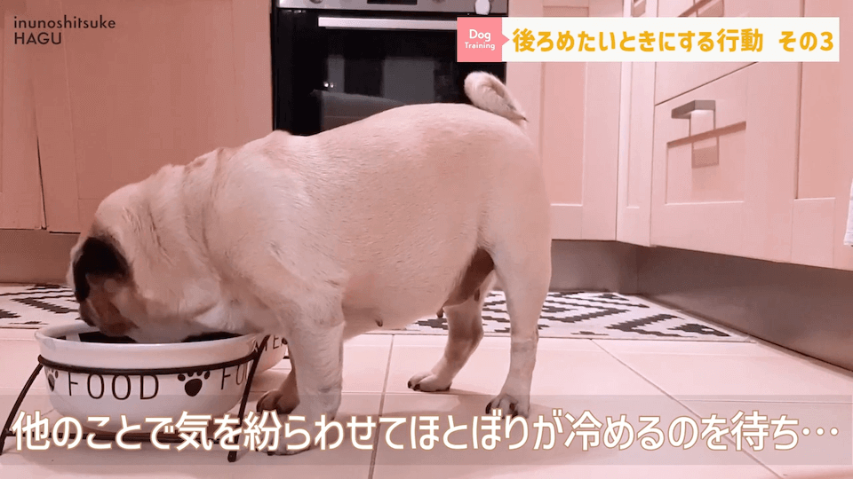 【反省】わんちゃんが後ろめたい時やりがちな行動5選【＃犬のいるくらし】