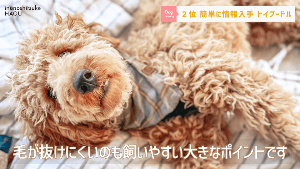 プロドッグトレーナーが選ぶ！「飼いやすい犬種トップ5」1位は意外な犬種？！