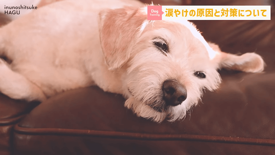 【犬　涙やけ】愛犬の目元が黒ずんでいる…？放っておくと大変な事になるかも！！！