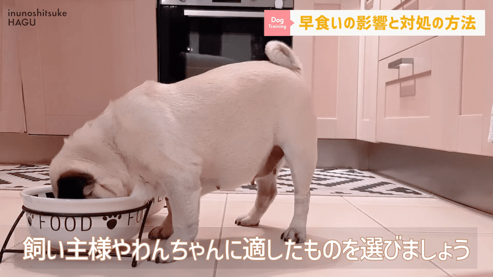 【ドッグフードの早食い】愛犬がフードを喉に詰まらせる！ドッグトレーナー視点での解決法を伝授！