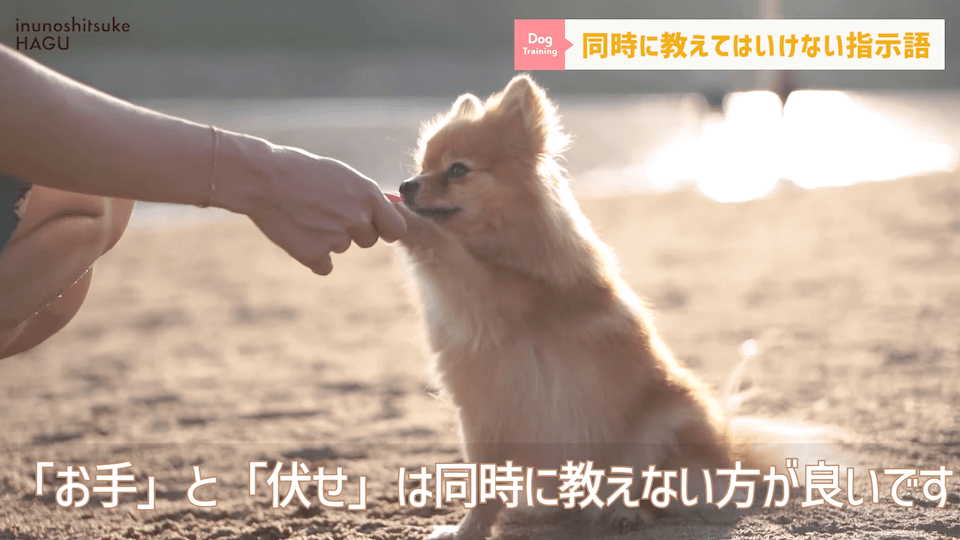 【紛らわしい指示語？！】同時に教えると愛犬が混乱する指示用語！【解説】