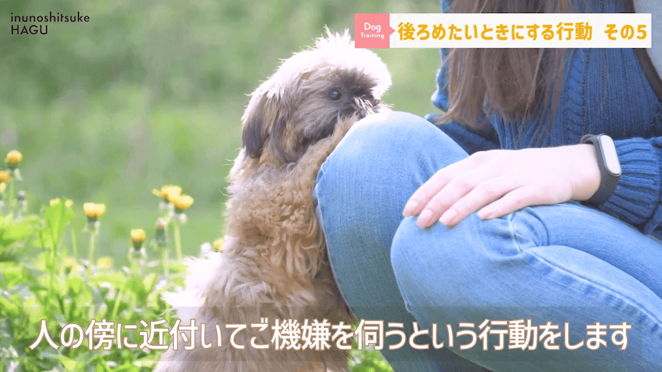 【反省】わんちゃんが後ろめたい時やりがちな行動5選【＃犬のいるくらし】