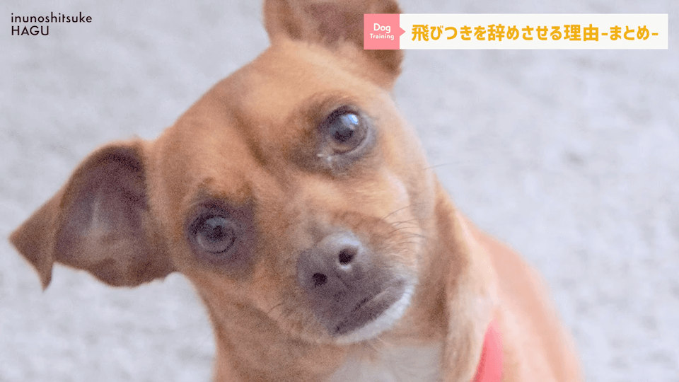 愛犬の飛びつき行動…！どうして止めなければいけないのかプロドッグトレーナーが解説！