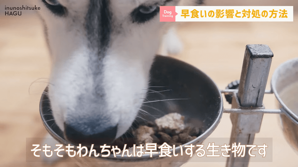 【ドッグフードの早食い】愛犬がフードを喉に詰まらせる！ドッグトレーナー視点での解決法を伝授！