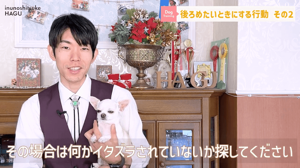 【反省】わんちゃんが後ろめたい時やりがちな行動5選【＃犬のいるくらし】