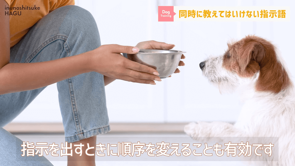 【紛らわしい指示語？！】同時に教えると愛犬が混乱する指示用語！【解説】