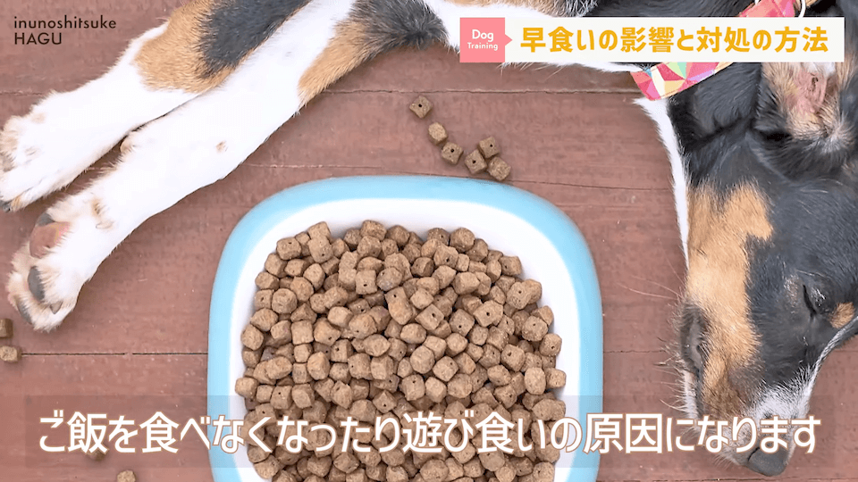 【ドッグフードの早食い】愛犬がフードを喉に詰まらせる！ドッグトレーナー視点での解決法を伝授！