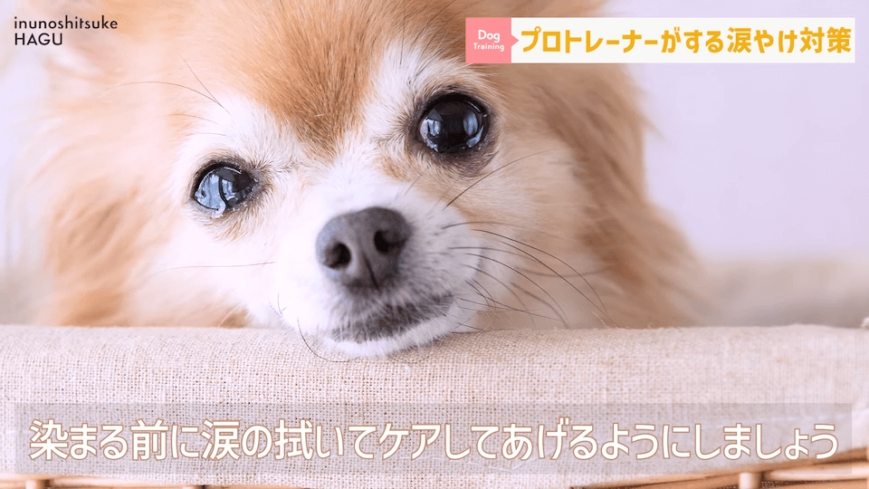 【犬　涙やけ】愛犬の目元が黒ずんでいる…？放っておくと大変な事になるかも！！！