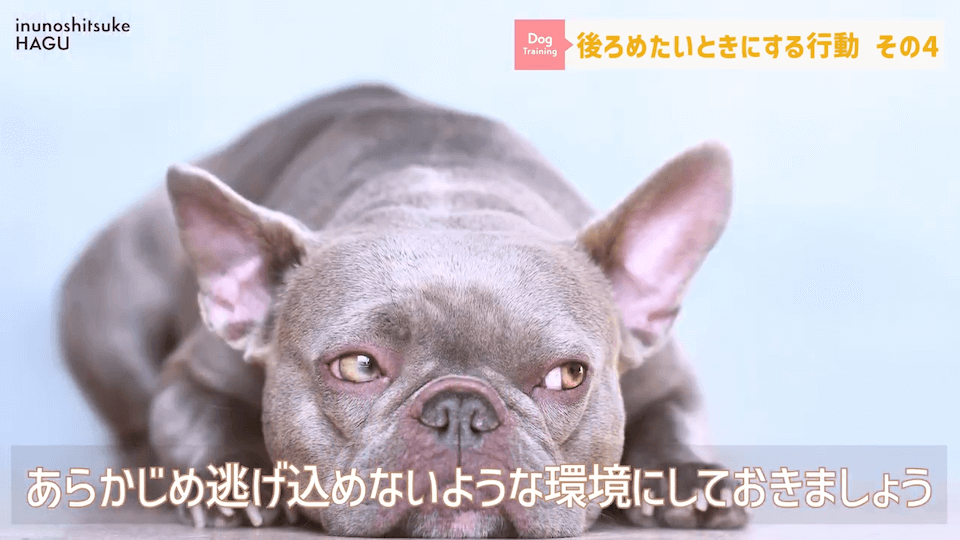 【反省】わんちゃんが後ろめたい時やりがちな行動5選【＃犬のいるくらし】