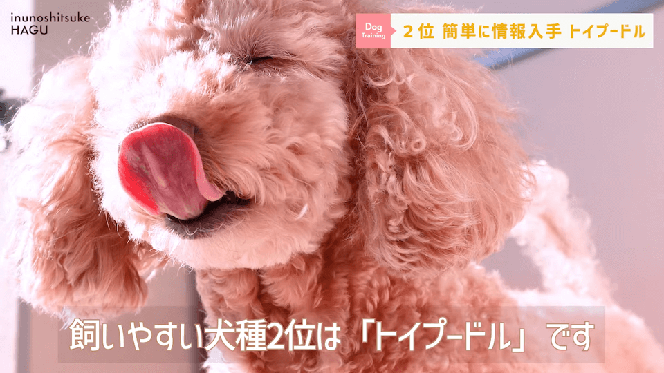 プロドッグトレーナーが選ぶ！「飼いやすい犬種トップ5」1位は意外な犬種？！