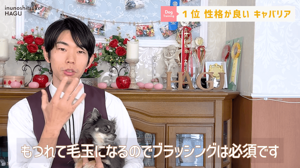 プロドッグトレーナーが選ぶ！「飼いやすい犬種トップ5」1位は意外な犬種？！