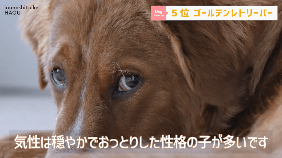 プロドッグトレーナーが選ぶ！「飼いやすい犬種トップ5」1位は意外な犬種？！