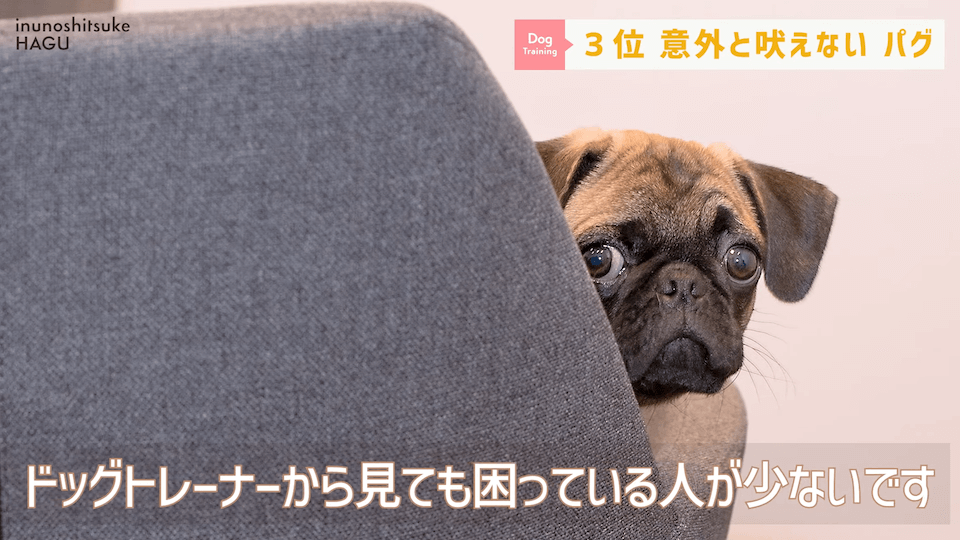 プロドッグトレーナーが選ぶ！「飼いやすい犬種トップ5」1位は意外な犬種？！