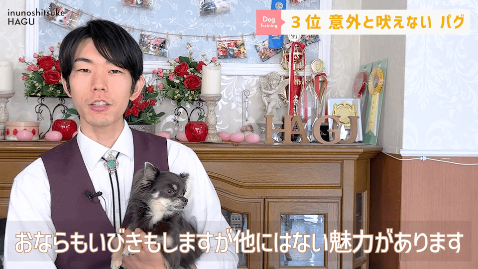 プロドッグトレーナーが選ぶ！「飼いやすい犬種トップ5」1位は意外な犬種？！