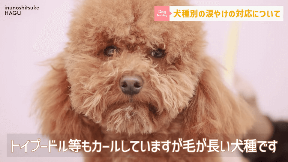 【犬　涙やけ】愛犬の目元が黒ずんでいる…？放っておくと大変な事になるかも！！！