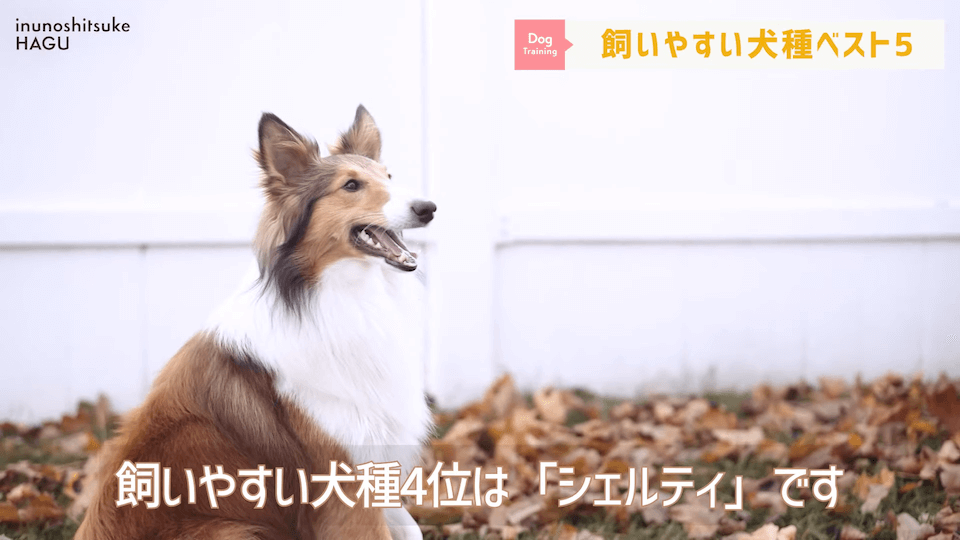 プロドッグトレーナーが選ぶ！「飼いやすい犬種トップ5」1位は意外な犬種？！