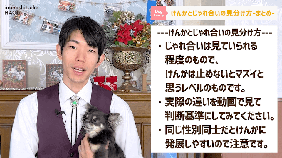 喧嘩してる！止めないと!って思ったらじゃれてるだけ…！見分け方解説します。