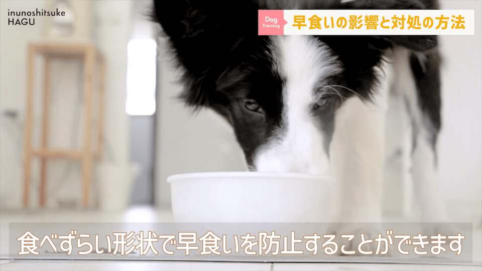 【ドッグフードの早食い】愛犬がフードを喉に詰まらせる！ドッグトレーナー視点での解決法を伝授！