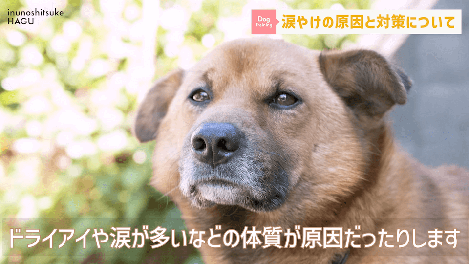 【犬　涙やけ】愛犬の目元が黒ずんでいる…？放っておくと大変な事になるかも！！！