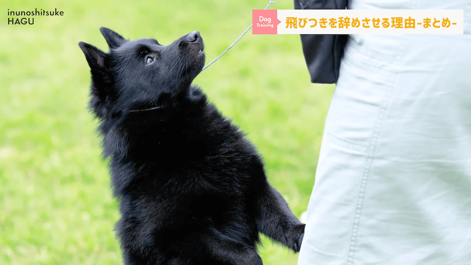 愛犬の飛びつき行動…！どうして止めなければいけないのかプロドッグトレーナーが解説！