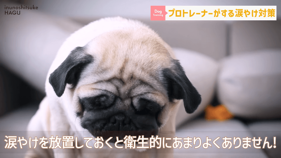 【犬　涙やけ】愛犬の目元が黒ずんでいる…？放っておくと大変な事になるかも！！！