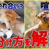 喧嘩してる！止めないと!って思ったらじゃれてるだけ…！見分け方解説します。