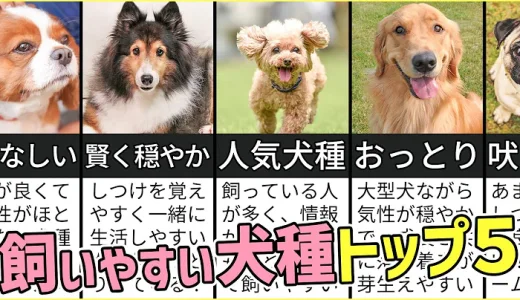 プロドッグトレーナーが選ぶ！「飼いやすい犬種トップ5」1位は意外な犬種？！