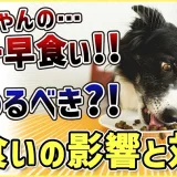 【ドッグフードの早食い】愛犬がフードを喉に詰まらせる!ドッグトレーナー視点での解決法を伝授!