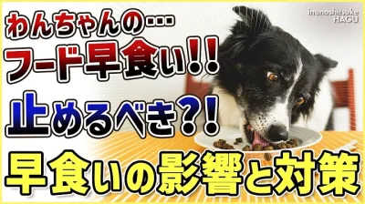 【ドッグフードの早食い】愛犬がフードを喉に詰まらせる！ドッグトレーナー視点での解決法を伝授！