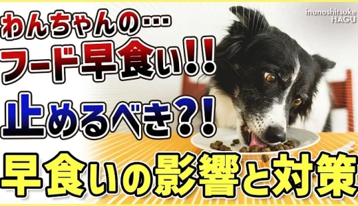 【ドッグフードの早食い】愛犬がフードを喉に詰まらせる！ドッグトレーナー視点での解決法を伝授！