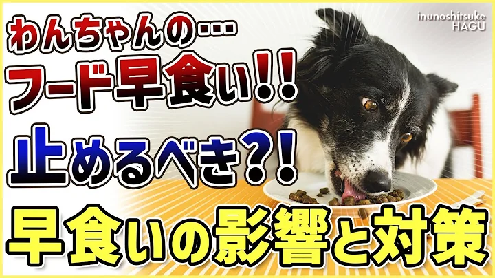 【ドッグフードの早食い】愛犬がフードを喉に詰まらせる!ドッグトレーナー視点での解決法を伝授!