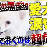 【犬 涙やけ】愛犬の目元が黒ずんでいる…?放っておくと大変な事になるかも!!!