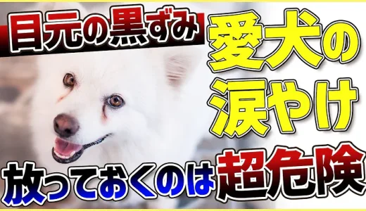 【犬　涙やけ】愛犬の目元が黒ずんでいる…？放っておくと大変な事になるかも！！！