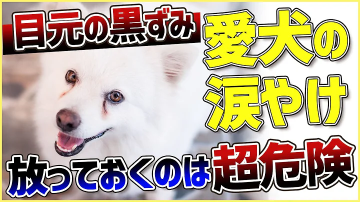 【犬　涙やけ】愛犬の目元が黒ずんでいる…？放っておくと大変な事になるかも！！！