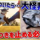 愛犬の飛びつき行動…！どうして止めなければいけないのかプロドッグトレーナーが解説！