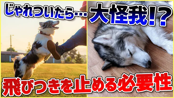 愛犬の飛びつき行動…!どうして止めなければいけないのかプロドッグトレーナーが解説!