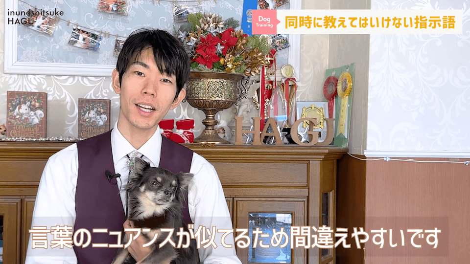 【反省】わんちゃんが後ろめたい時やりがちな行動5選【＃犬のいるくらし】