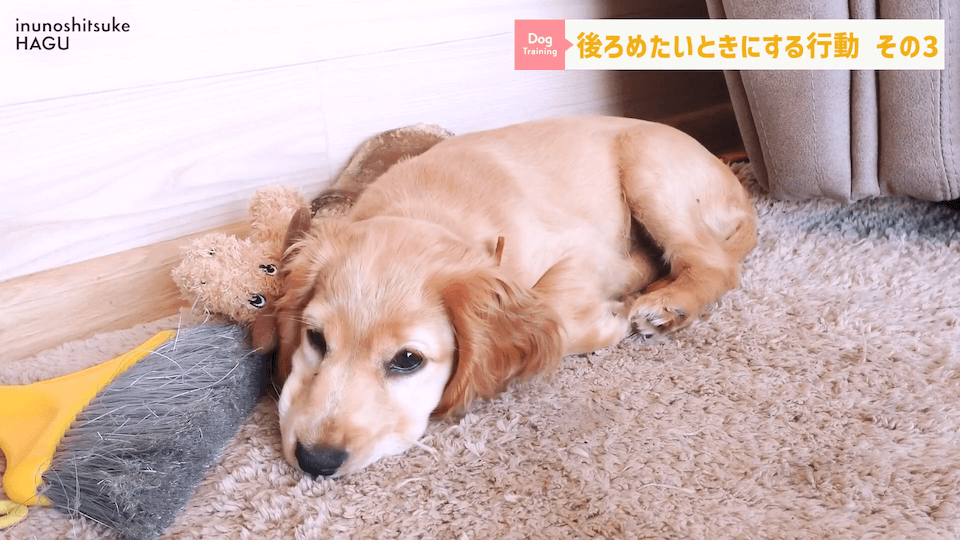 【反省】わんちゃんが後ろめたい時やりがちな行動5選【＃犬のいるくらし】