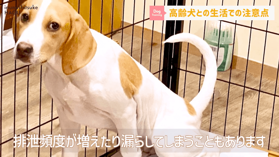 老犬との生活にはどんな対策があるのか…プロドッグトレーナーが解説します！