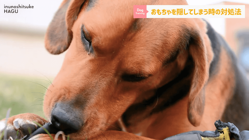 愛犬がおもちゃを奪って逃げちゃう！その行動…〇〇をしているせいかもしれません！