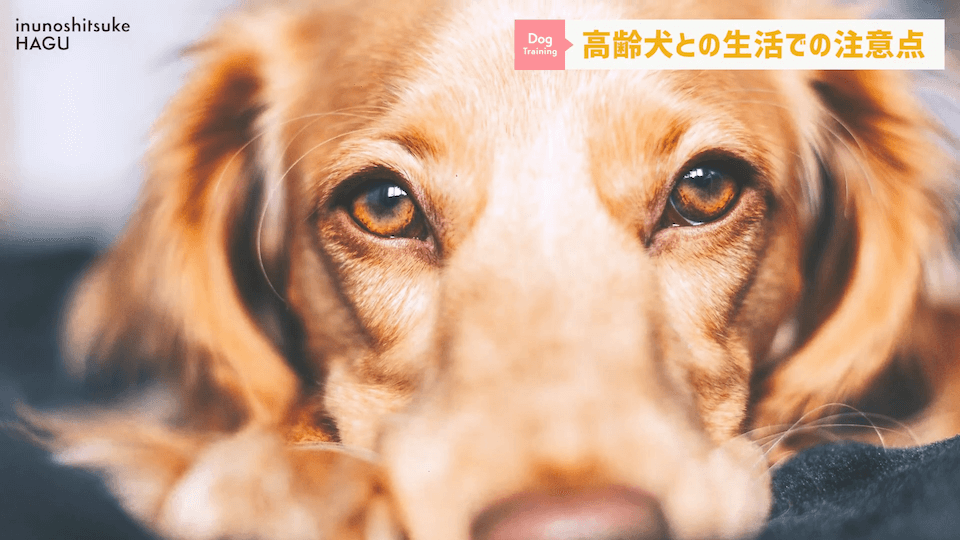 老犬との生活にはどんな対策があるのか…プロドッグトレーナーが解説します！