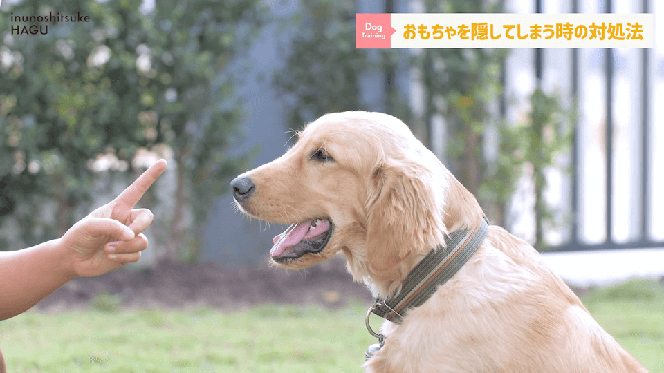 愛犬がおもちゃを奪って逃げちゃう！その行動…〇〇をしているせいかもしれません！