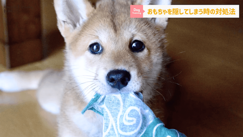 愛犬がおもちゃを奪って逃げちゃう！その行動…〇〇をしているせいかもしれません！