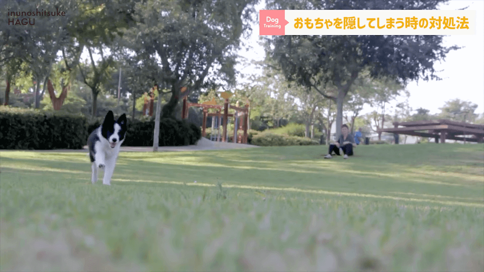 愛犬がおもちゃを奪って逃げちゃう！その行動…〇〇をしているせいかもしれません！